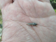 Macrogastra ventricosa