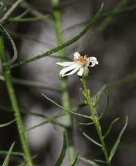 Olearia glandulosa