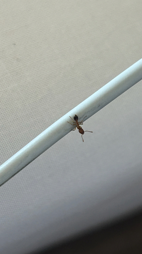 Tetramorium bicarinatum observed 2026-10-28