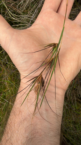 Themeda observed 2026-10-28