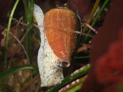 Conus californicus observed 2026-10-27