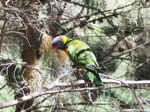 Trichoglossus haematodus observed 2026-10-28