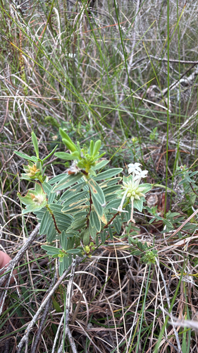 Pimelea observed 2026-10-28