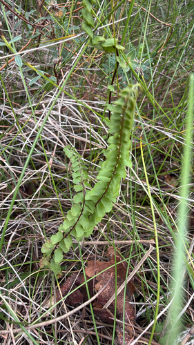 Adiantum observed 2026-10-28