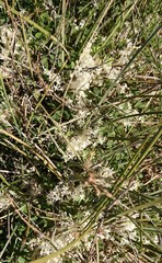 Lomandra effusa