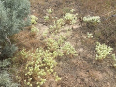 Lepidium papilliferum