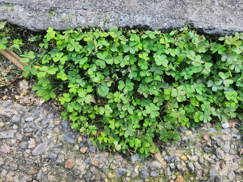 Oxalis corniculata observed 2026-10-28
