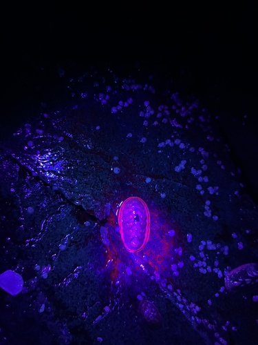 Chiton observed 2026-10-27