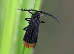 Diatrichalus funereus