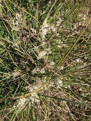 Lomandra effusa