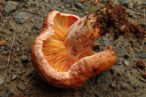 Lactarius lactarius observed 2026-10-28