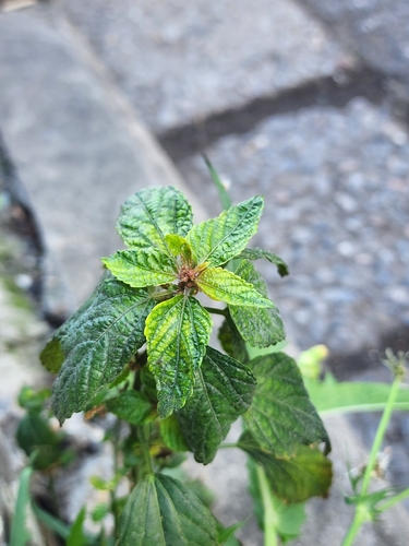 Acalypha observed 2026-10-28