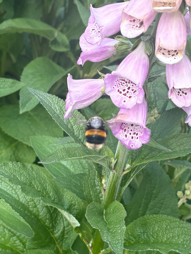 Bombus terrestris photograph by the iNaturalist community