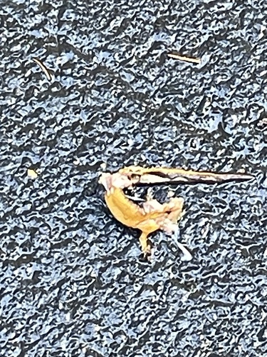 Taricha granulosa observed 2026-10-27