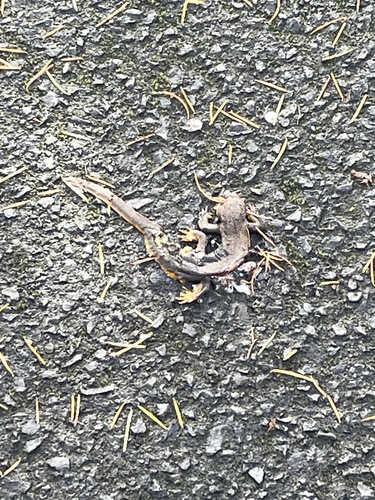 Taricha granulosa observed 2026-10-27