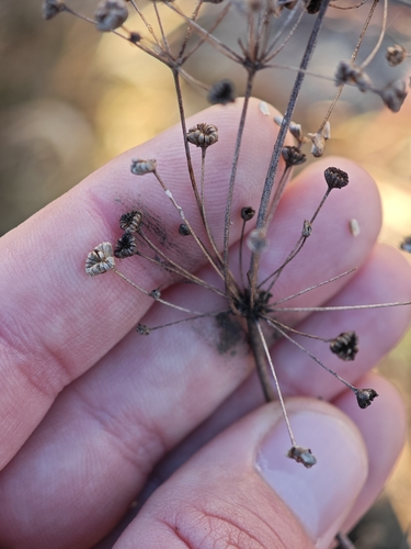 Plantago observed 2026-10-28