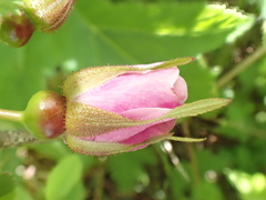Rosa pisocarpa pisocarpa