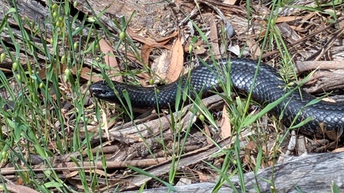 Acanthophis observed 2026-10-28