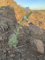 Ipomopsis aggregata candida