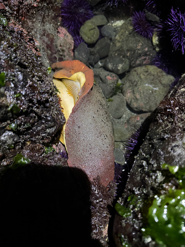 Chiton observed 2026-10-27