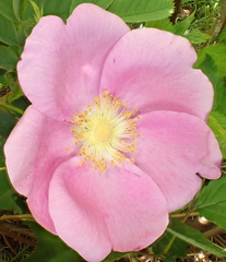 Rosa pisocarpa pisocarpa