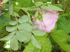 Rosa pisocarpa pisocarpa