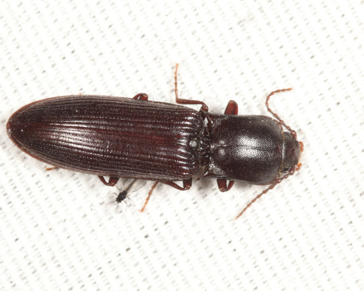 Laneganus