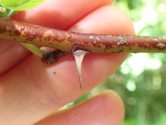 Rosa pisocarpa pisocarpa