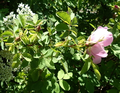 Rosa pisocarpa pisocarpa