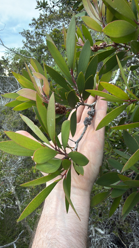 Melaleuca quinquenervia observed 2026-10-28