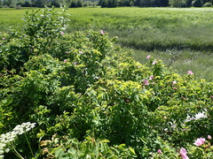 Rosa pisocarpa pisocarpa