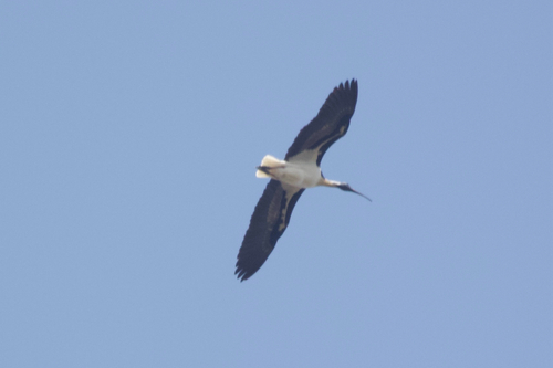Threskiornis spinicollis, 2026-10-27