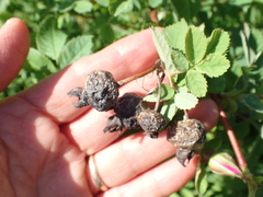 Rosa pisocarpa pisocarpa