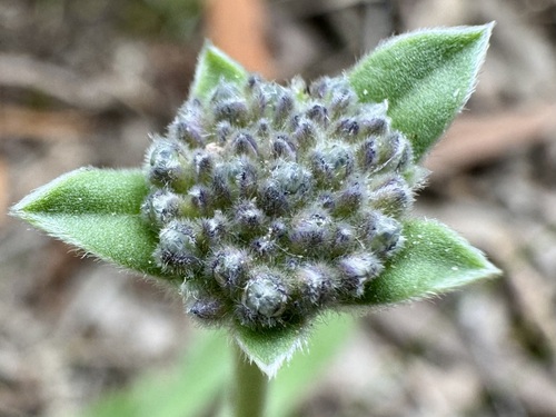 Brunonia australis observed 2026-10-28