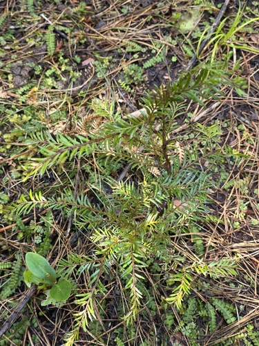 Prumnopitys ferruginea observed 2026-10-27