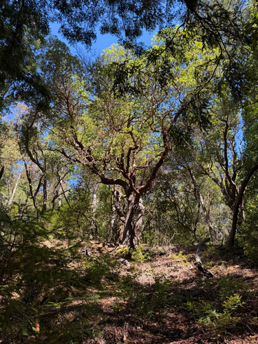 Arbutus menziesii observed 2026-10-26