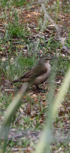 Climacteris picumnus observed 2026-10-28