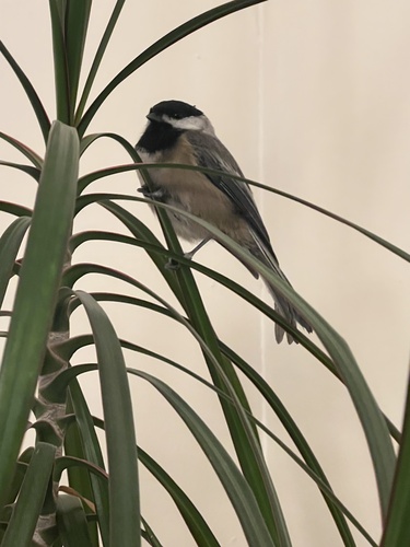 Poecile atricapillus observed 2026-10-27