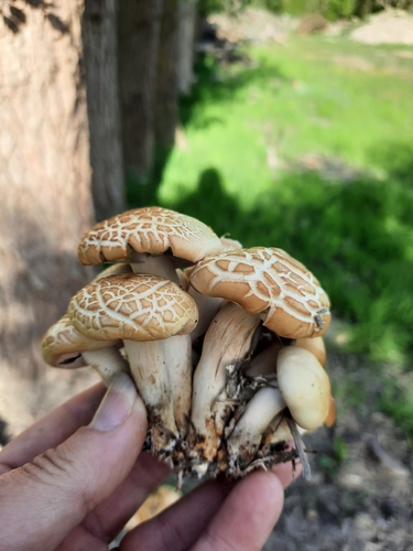 Agrocybe praecox, 2026-10-28