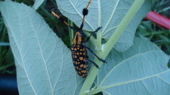 Aristobia approximator