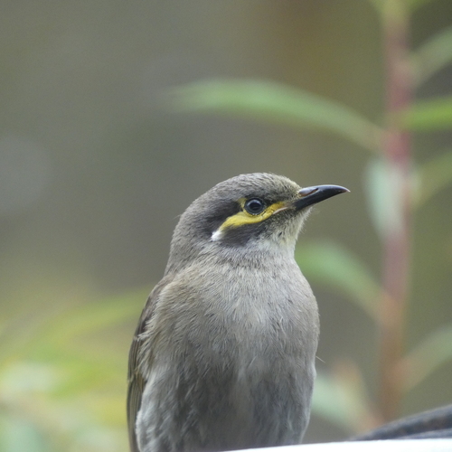 Caligavis chrysops observed 2026-10-28