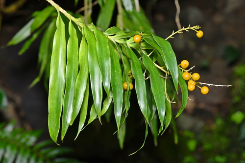 Dracaena angustifolia observed 2026-10-05