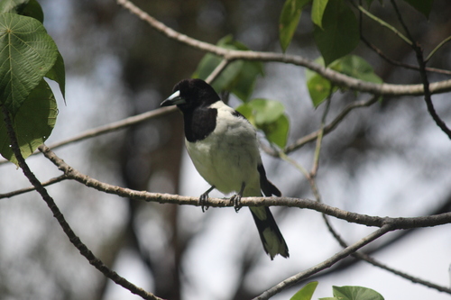 Cracticus nigrogularis observed 2026-10-27