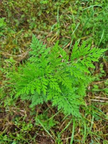 Artemisia observed 2026-10-28