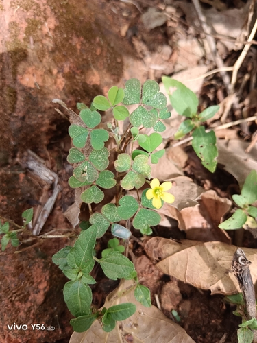 Oxalis corniculata observed 2026-10-28