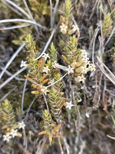 Styphelia observed 2026-10-27