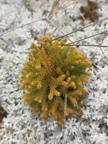 Austrolycopodium fastigiatum observed 2026-10-27