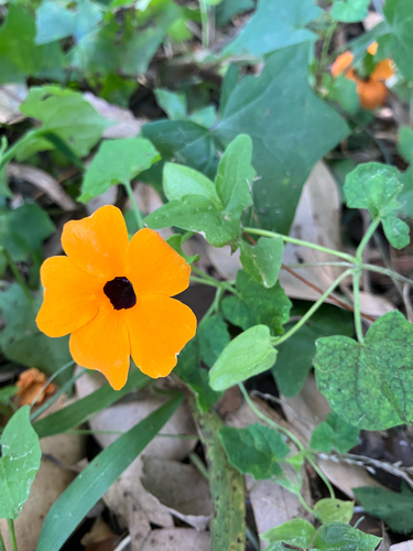 Thunbergia alata observed 2026-10-28