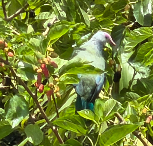 Ptilinopus observed 2026-10-27