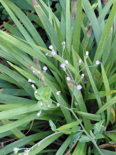 Cyanthillium cinereum observed 2026-10-28